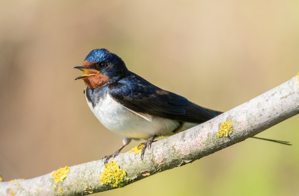 The spring migration of birds is in full swing!